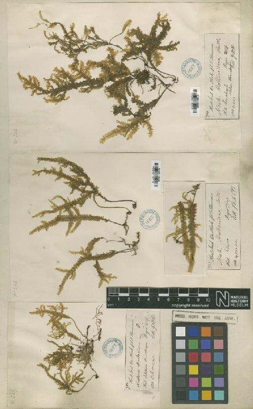 Homaliodendron montagneanum (Müll.Hal.) M.Fleisch. - BM001108142_a