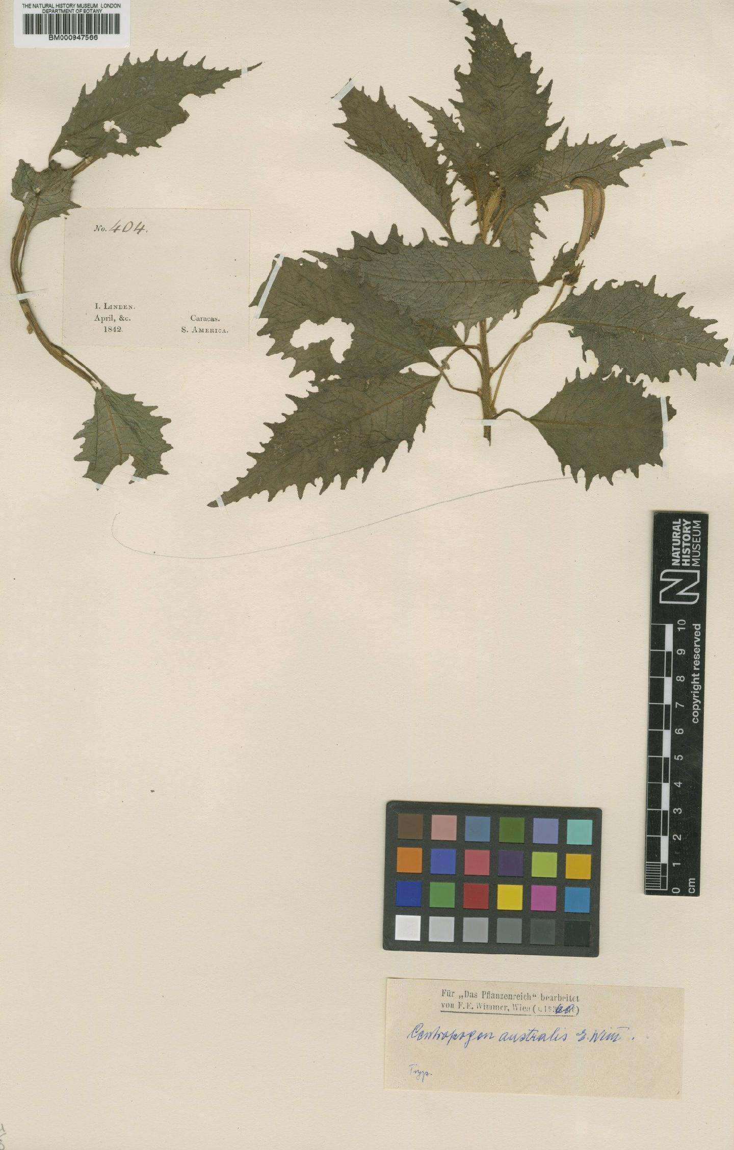 To NHMUK collection (Centropogon australis Wimm; Type; NHMUK:ecatalogue:608977)