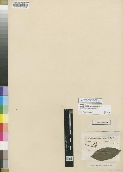 Hippocratea volubilis L. - Spruce - BM000080387