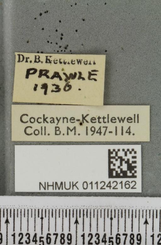 Aporophyla australis pascuea (Humphreys & Westwood, 1843) - NHMUK_011242162_label_643278