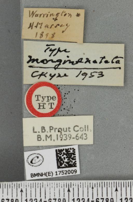 Hydriomena ruberata ab. margaritata Löberbauer, 1953 - BMNHE_1752009_label_330655