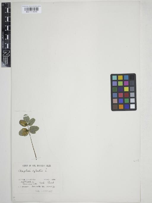 Angelica sylvestris L. - 015148202
