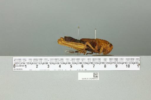 Valanga nigricornis allorensis Uvarov, 1923 - 012498429_reverse