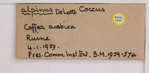Coccus alpinus De Lotto, 1960 - 010713733_additional