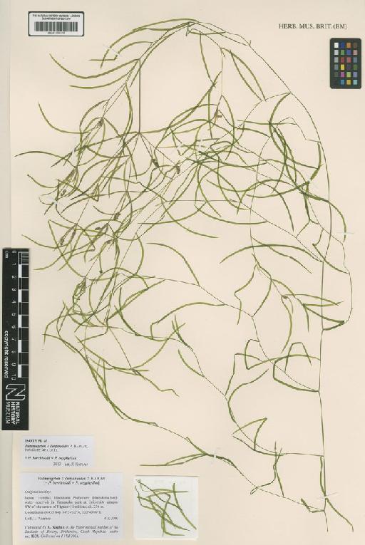 Potamogeton × drepanoides Z.Kaplan - BM001191318