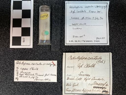 Petalopora costata (d'Orbigny) - PI B 4480 specimen with labels