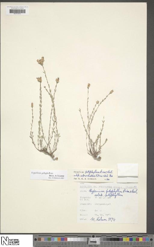 Hypericum polyphyllum Boiss. & Balansa - BM001202982