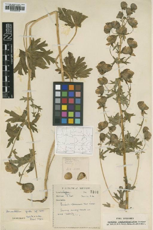Aconitum longipetiolatum Lauener - BM000946034