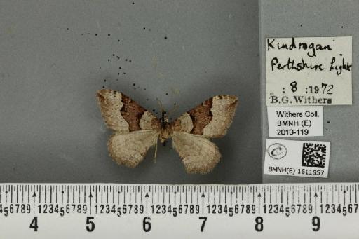 Xanthorhoe decoloraria decoloraria (Esper, 1806) - BMNHE_1611957_308259