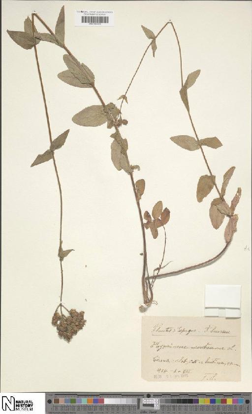 Hypericum montanum L. - BM001200560