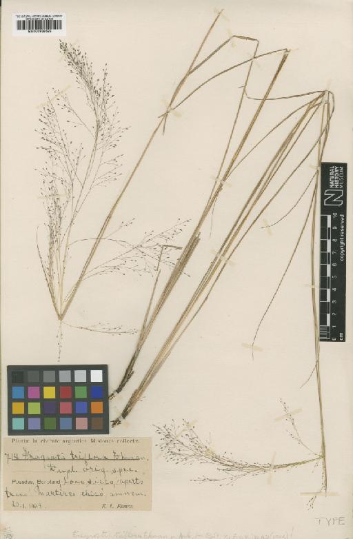 Eragrostis lugens Nees - BM000938629