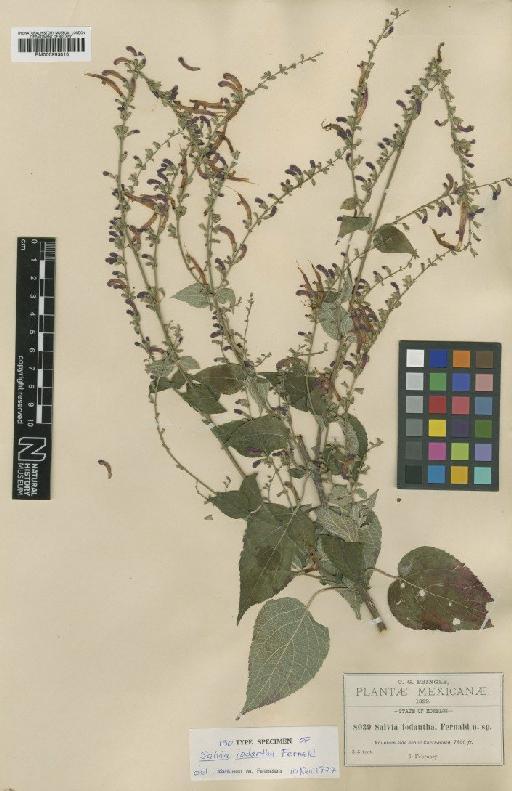 Salvia iodantha Fernald - BM000993010