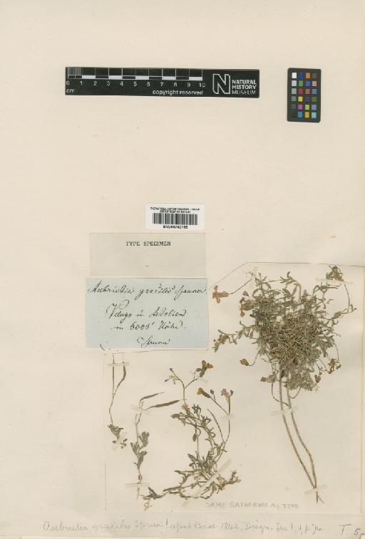 Aubrieta gracilis Spruner ex Boiss. - BM000750105