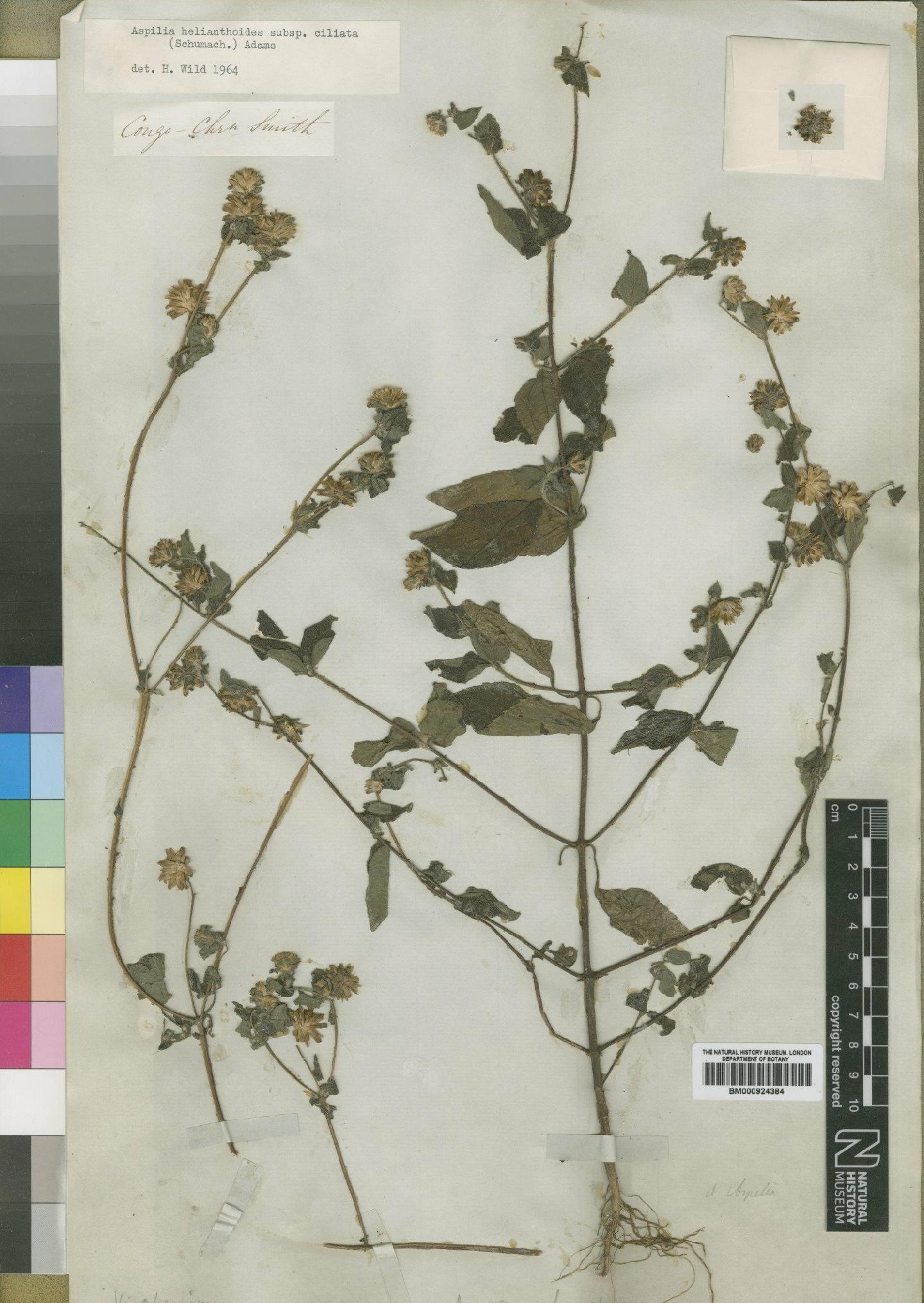 To NHMUK collection (Aspilia ciliata (Schumach) Wild; Type; NHMUK:ecatalogue:4529412)