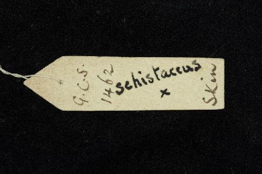 Hipposideros schistaceus Andersen, 1918 - 1913_4_10_3-Hipposideros_schistaceus-Type-Skull-label_reverse