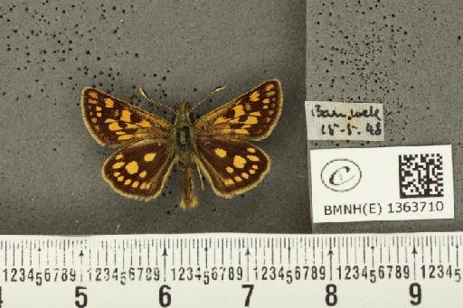 Carterocephalus palaemon (Pallas, 1771) - BMNHE_1363710_175876