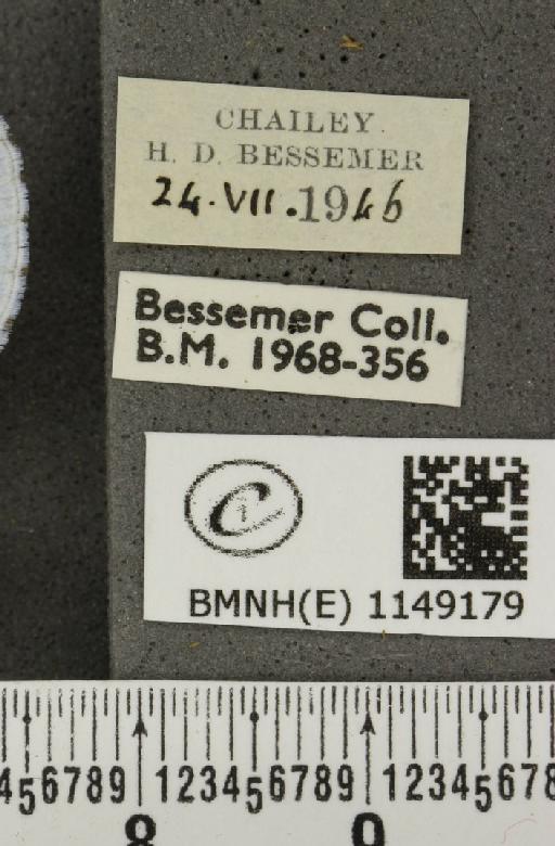 Celastrina argiolus britanna (Verity, 1919) - BMNHE_1149179_label_111545