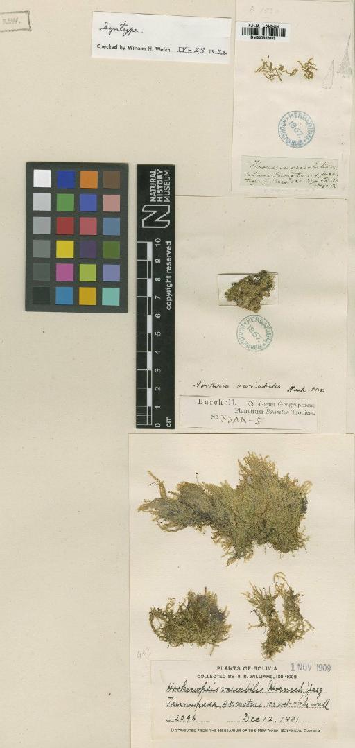 Hookeriopsis variabilis (Hornsch. ex Mitt.) A.Jaeger - BM000862059_a