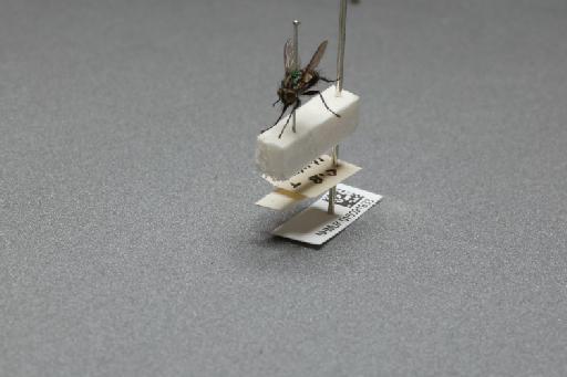 Sarcophaga (Myorhina) nigriventris Meigen, 1826 - 015091933_additional_3