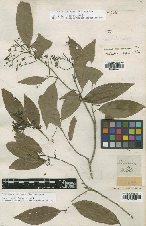 Nectandra coriacea (Sw.) Griseb. - BM000947297