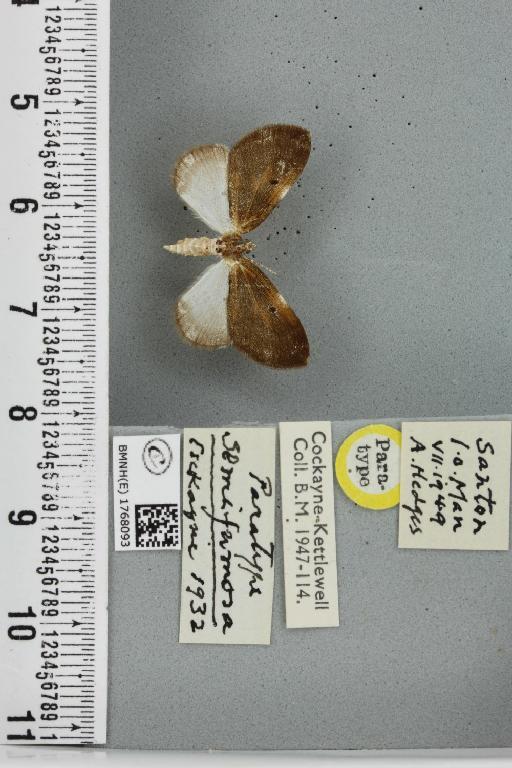 Plemyria rubiginata plumbata ab. semifumosa Cockayne, 1952 - BMNHE_1768093_341004