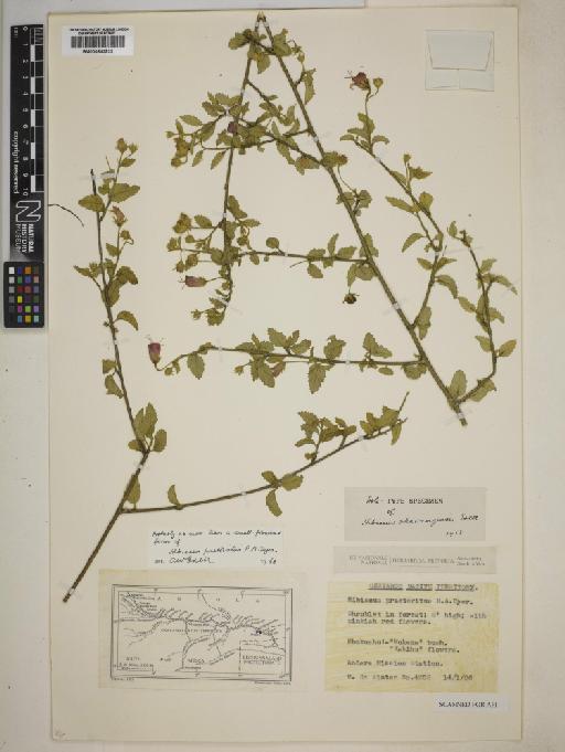 Hibiscus praeteritus R.A.Dyer - 000843932