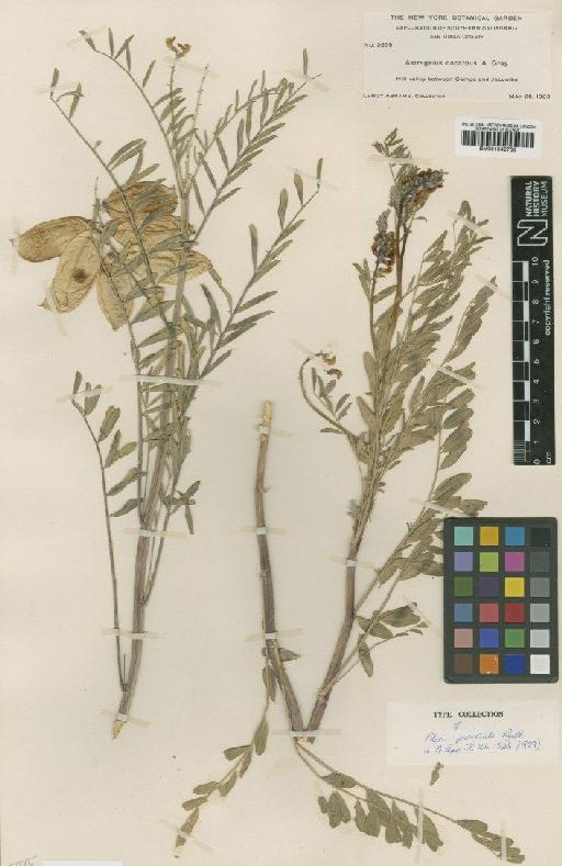 Astragalus douglasii var. perstrictus (Rydb.) Munz & McBurney - BM001042736