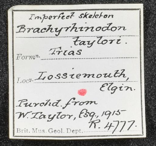 Brachyrhinodon taylori von Huene, 1910 - NHMUK PV R 4777 - label