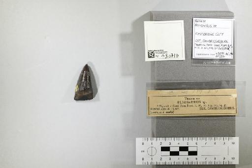 Pliosaurus brachydeirus Owen, 1841 - 010025575_L010221779