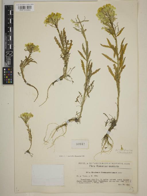 Erysimum wittmannii Zaw. - BM013419495