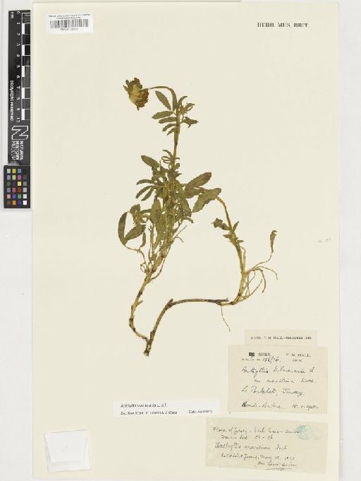 Anthyllis vulneraria L. - BM001128520