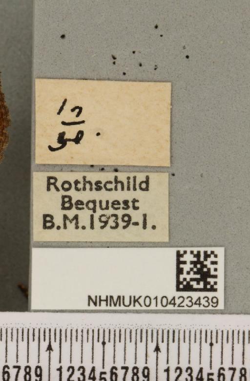 Hypena proboscidalis (Linnaeus, 1758) - NHMUK_010423439_a_label_536584