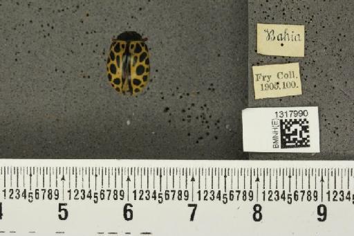 Calligrapha (Calligrapha) polyspila (Germar, 1821) - BMNHE_1317990_17477