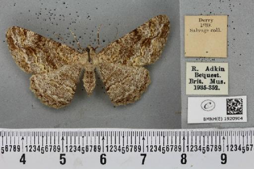 Alcis repandata repandata (Linnaeus, 1758) - BMNHE_1920904_476688