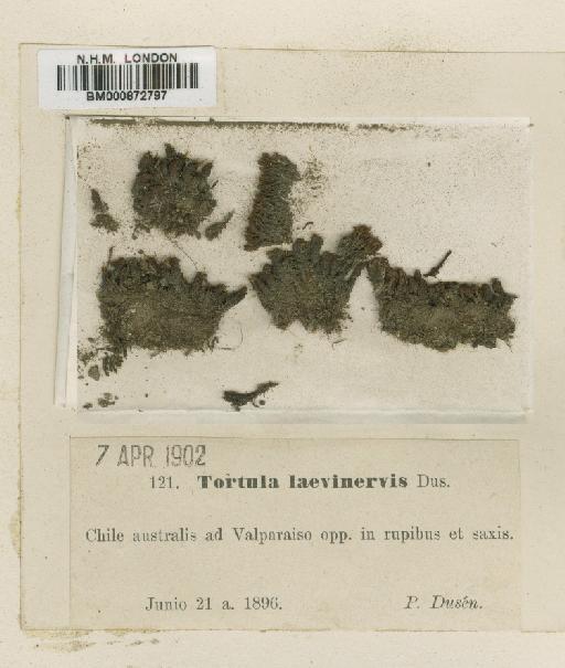 Tortula laevinervis Broth. ex Dusén - BM000872797