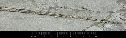 Dimorphodon macronyx (Buckland, 1829) - NHMUK PV OR 41346a