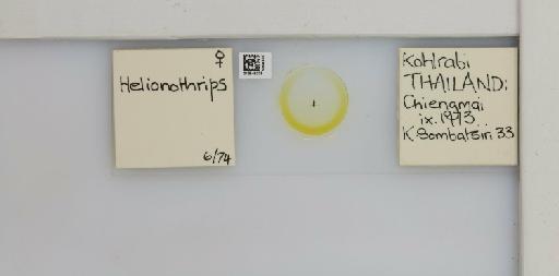 Helionothrips Bagnall, 1932 - 013549238_833504_632576_157665_NonType