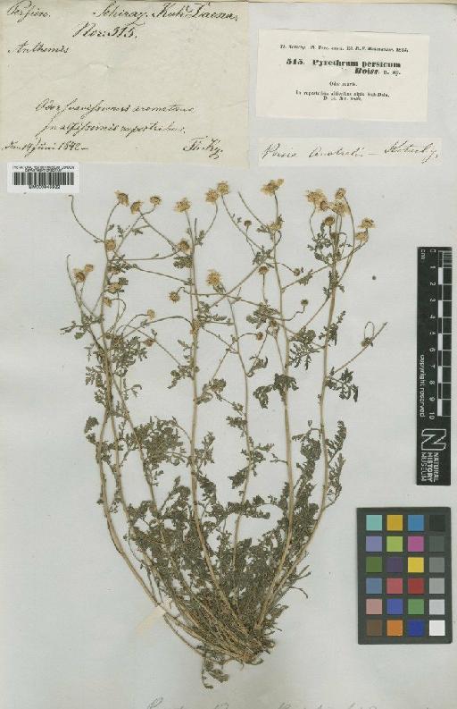 Tanacetum parthenium (L.) Sch.Bip. - BM000945922