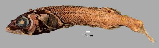 Alepocephalus australis Barnard, 1923 - BMNH 1990.8.21.156, Alepocephalus australis