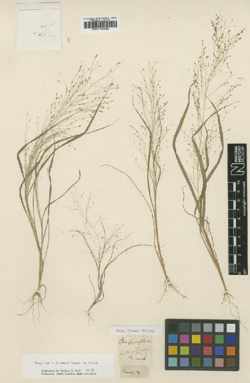 Eragrostis frankii C.A.Mey. ex Steud. - BM001042388 (2)