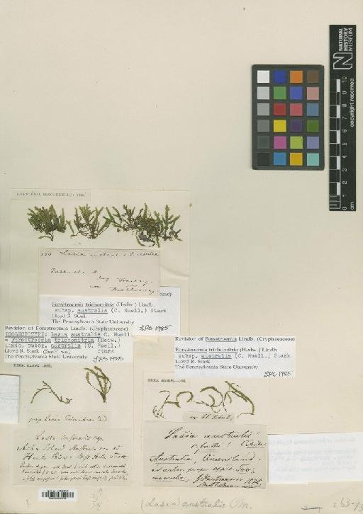 Forsstroemia trichomitria subsp. australis (Müll.Hal.) L.R.Stark - BM000986744_a