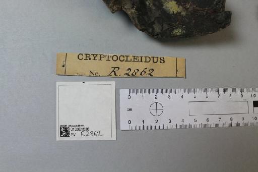 Cryptoclidus eurymerus (Phillips, 1871) - 010301536_L010221974_(1)