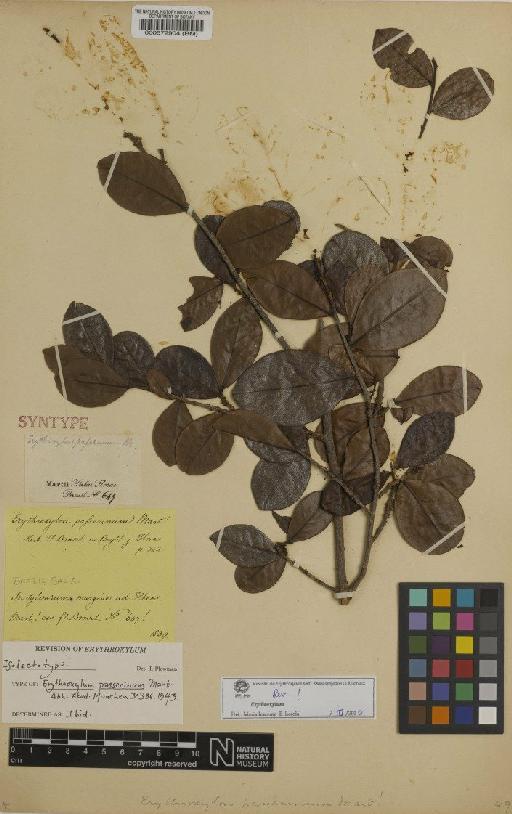 Erythroxylum passerinum Mart. - BM000572904