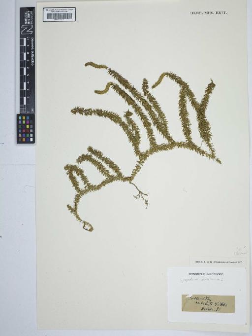 Lycopodium annotinum L. - BM001184279