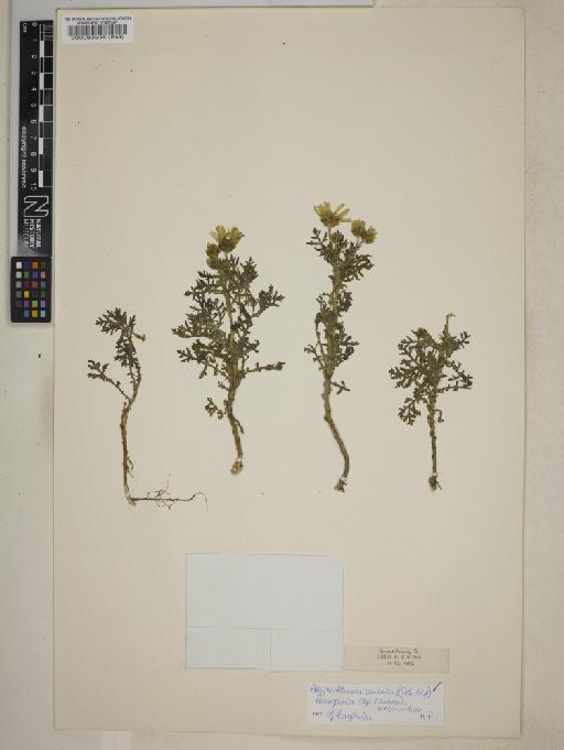 Argyranthemum adauctum subsp. canariense (Sch.Bip.) Humphries - 000083935