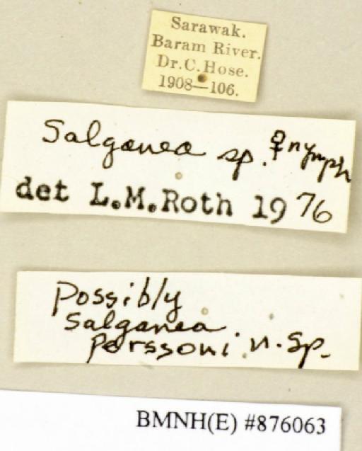 Salganea perssoni Roth, 1979 - Salganea perssoni Roth, 1979, female, non type, labels. Photographer: Edward Baker. BMNH(E)#876063