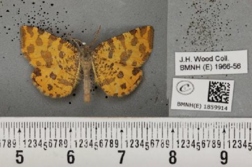 Pseudopanthera macularia (Linnaeus, 1758) - BMNHE_1859914_430251