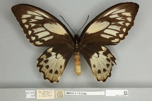 Ornithoptera priamus teucrus Joicey & Talbot, 1916 - 013603227__