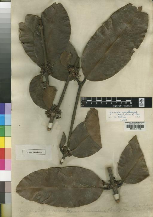 Garcinia smeathmannii (Planch. & Triana) Oliv. - BM000611792