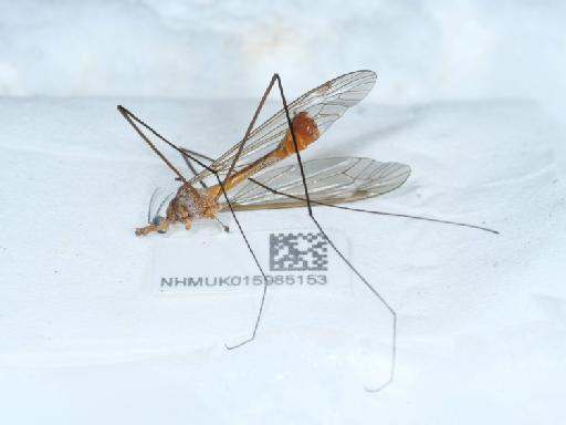 Tipula (Lunatipula) cava Riedel, 1913 - 015985153_1